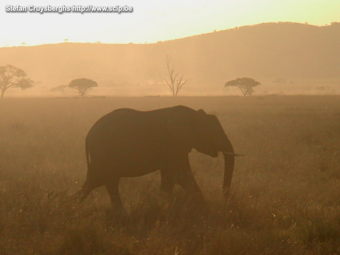 Serengeti - Zonsondergang Een schitterende zonsondergang met voorbij lopende olifanten. Stefan Cruysberghs